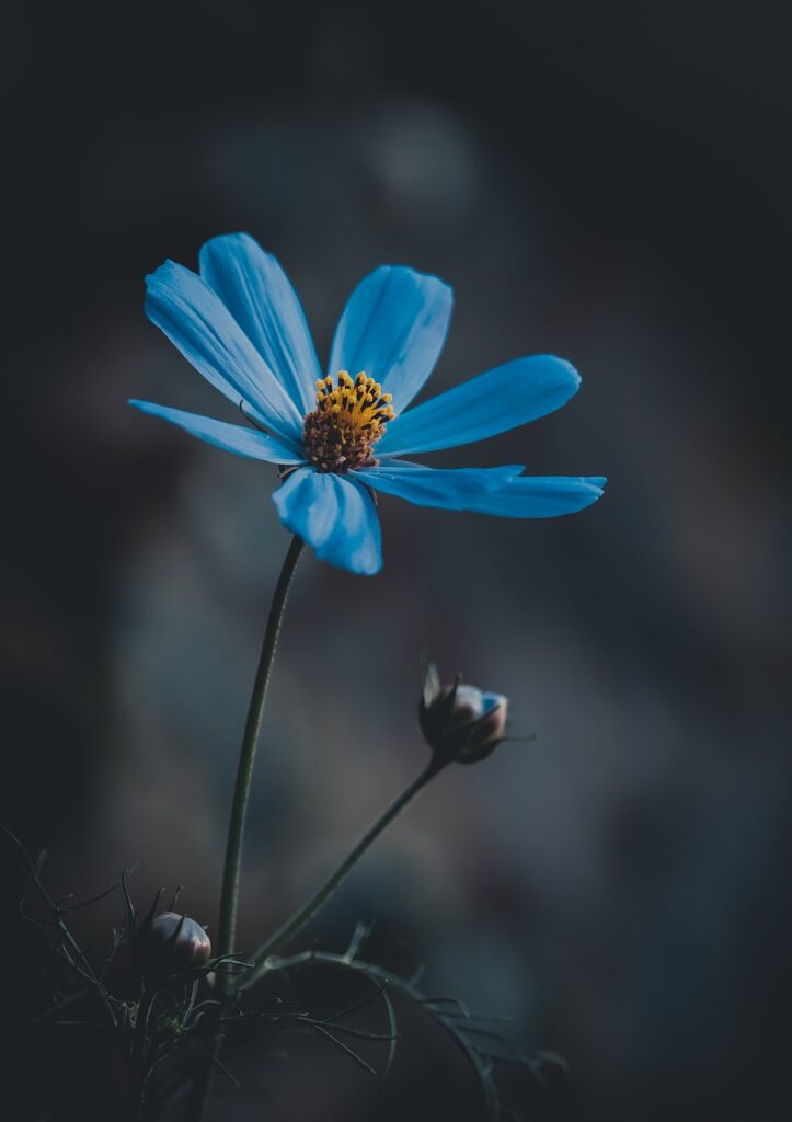 blue flower, wildflower, meadow-6620619.jpg
