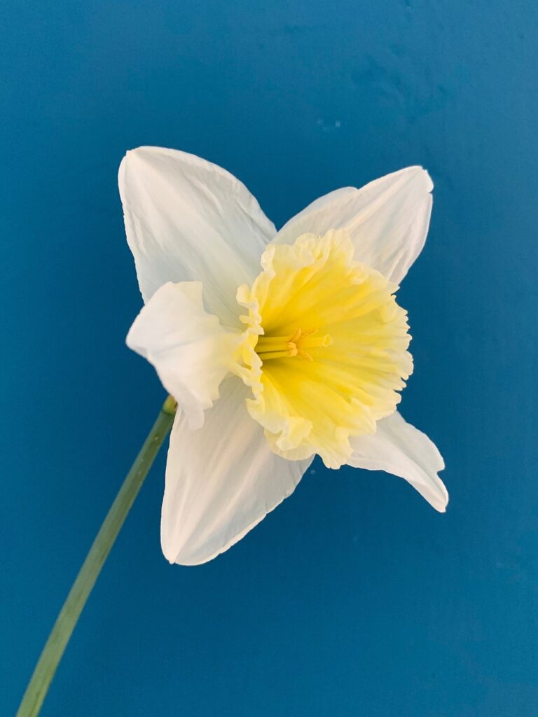 daffodil, flower, spring-4916584.jpg