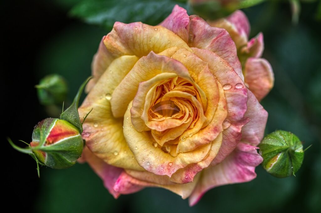 flower, rose, rain-6318951.jpg