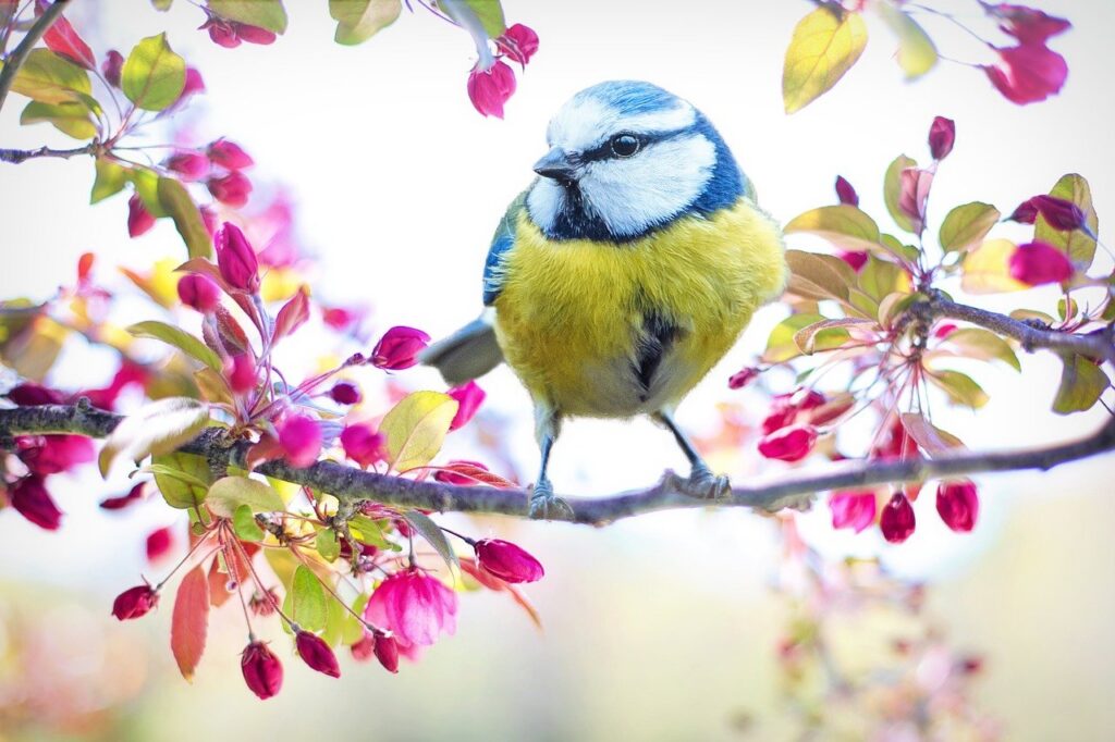 spring bird, bird, tit-2295434.jpg