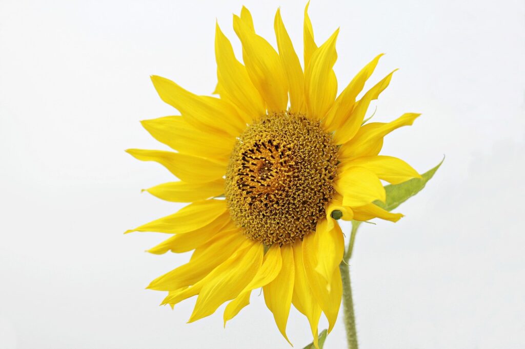 sunflower, helianthus, flower-2713118.jpg