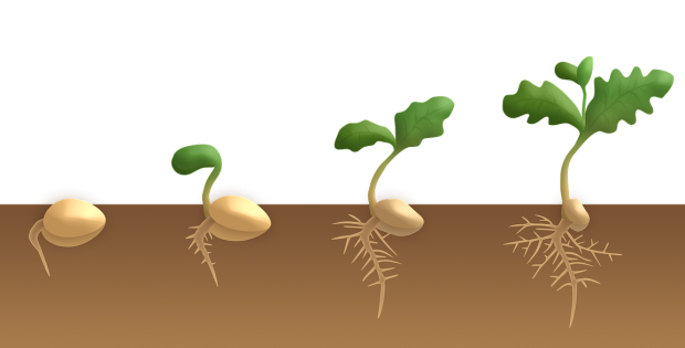 germination, dicotyledon, plant-3989959.jpg