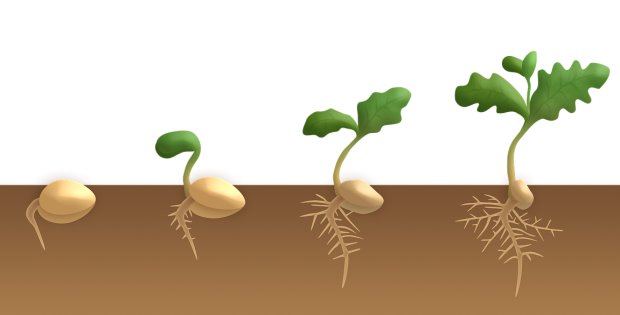 germination, dicotyledon, plant-3989959.jpg